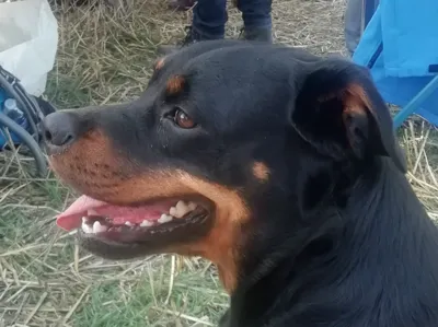 rottweiler