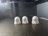 small ghosts