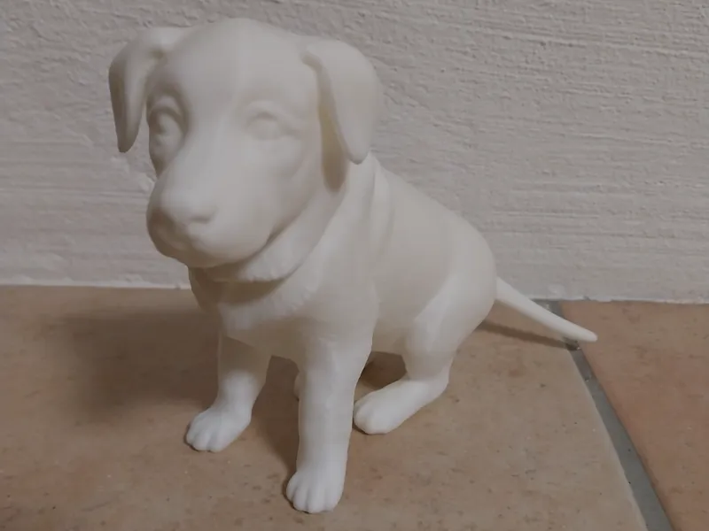 Junger Labrador