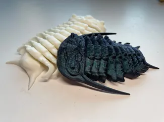 Trilobite: Ceraurus 
