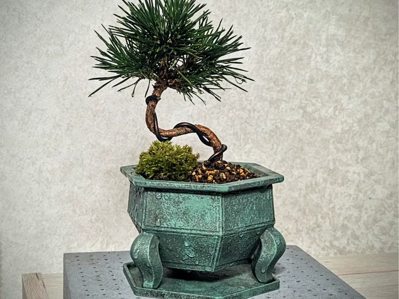 Bonsai-style pot