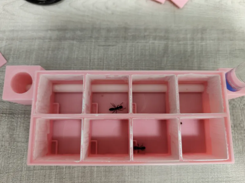 蚁后蚁巢