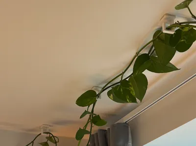 Ceiling Plant Hook