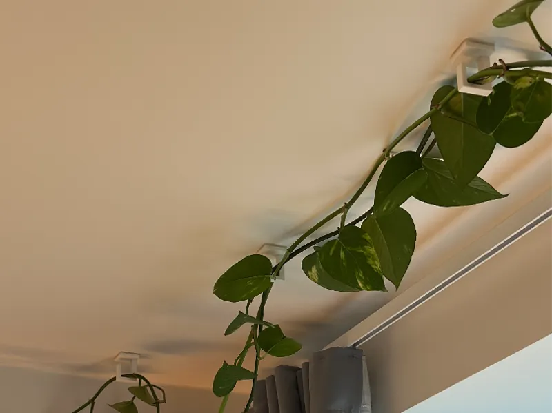 Ceiling Plant Hook