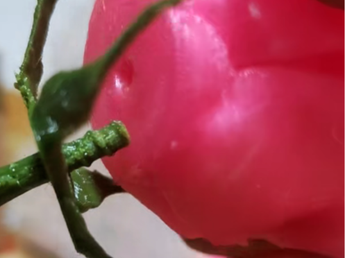 Miniatura 1 do modelo 3D 螺纹接口玫瑰花（无需胶水 稳固螺接）