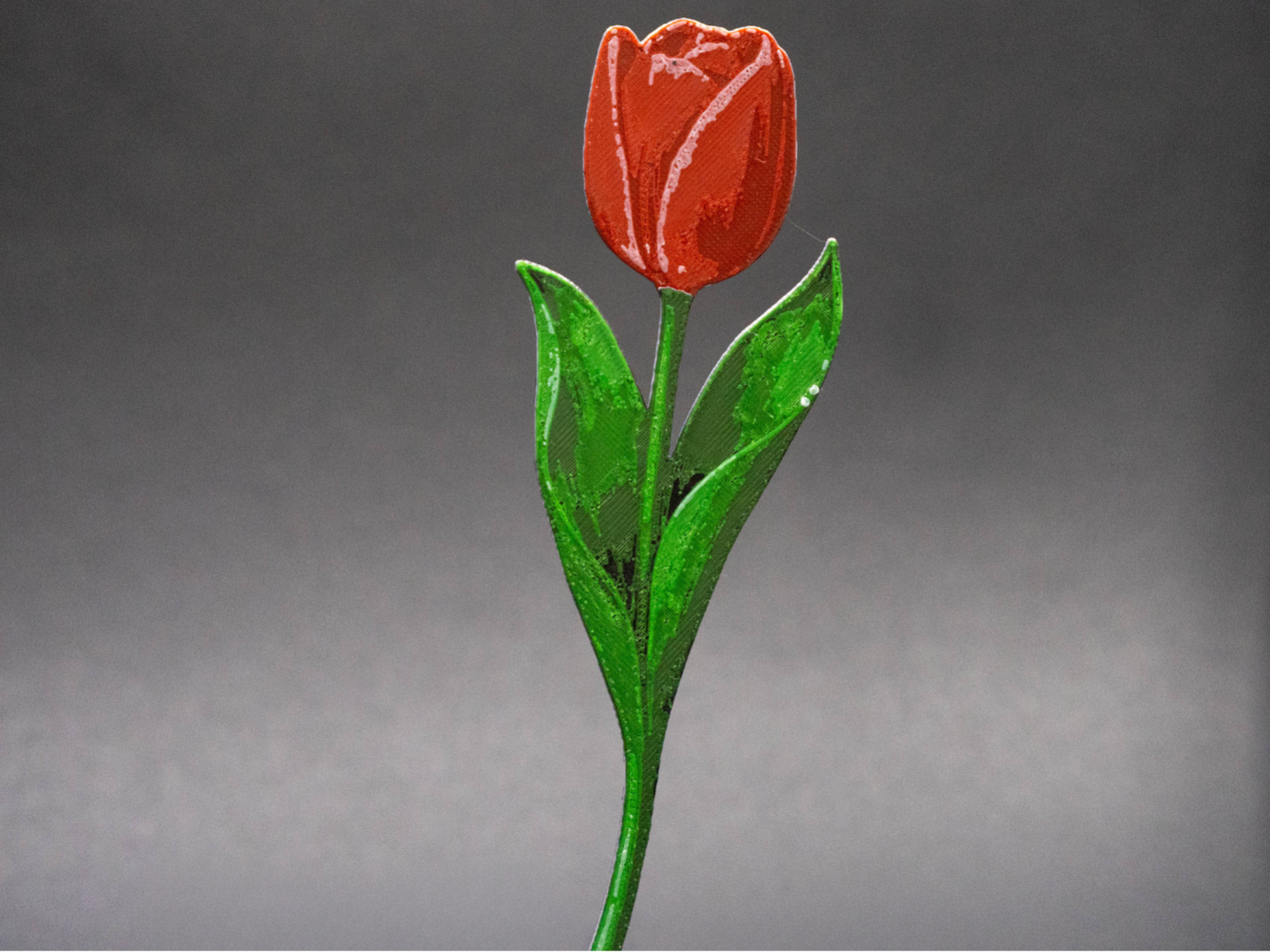 valentine tulip flower – elegant floral gift