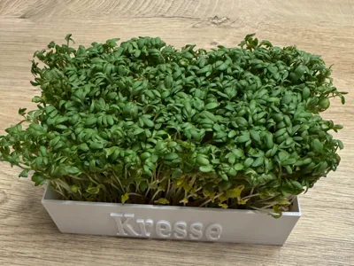 Cress Box