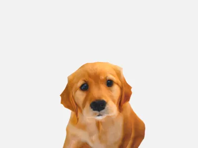 a dog model for free!!!