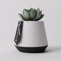 Booa Design | PP06 Solid Version
