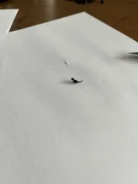 0.08mm layer, 2 walls, 15% infill