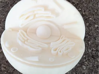 Cell cross section