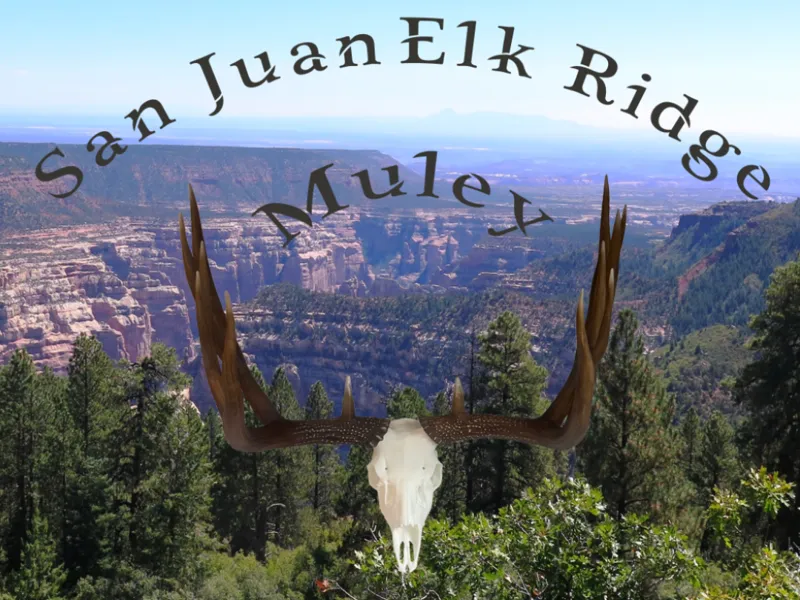 San Juan Elk Ridge Mule Deer Euro Skull Mount