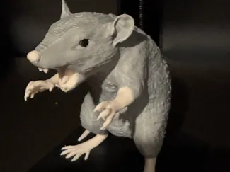 Ratte
