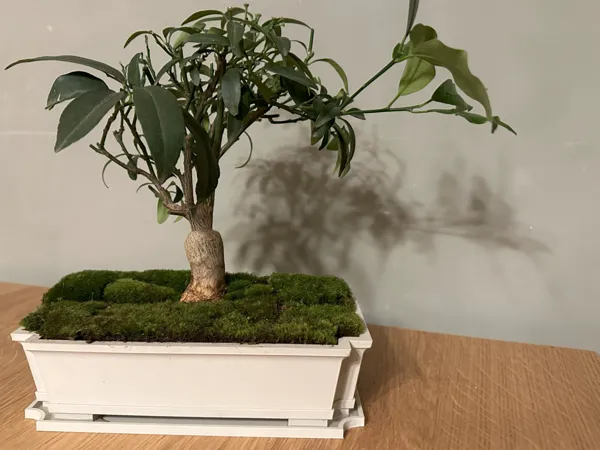 https://makerworld.bblmw.com/makerworld/model/US97bfc0ffdb57b2/design/2024-07-27_c114d2f48abf3.jpg