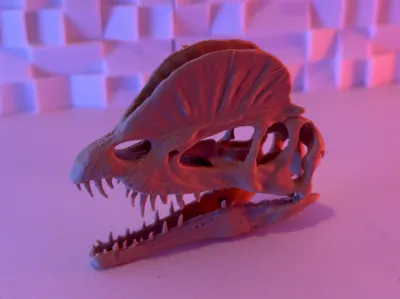 Dilophosaurus Skull V2 (15-25 Grams)