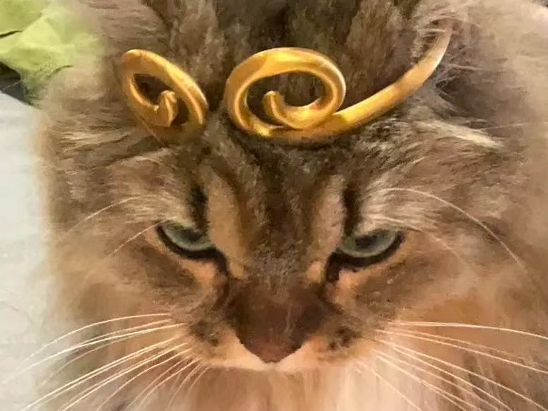 猫-金箍