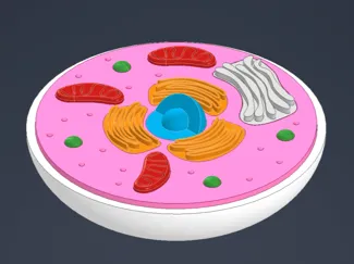 Animal cell