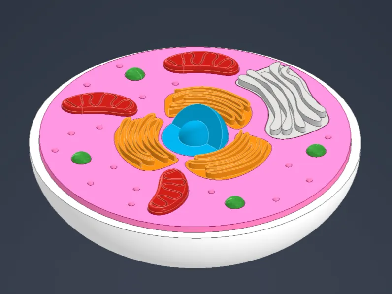 Animal cell