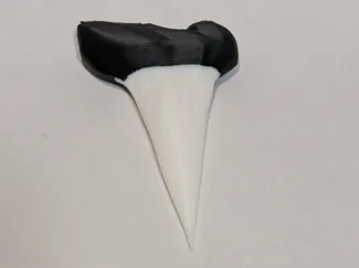 Simple Shark Tooth