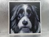 Bearded Collie_170x170_A1