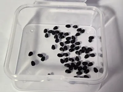 Decorative Seeds (Sesame Seeds, Kiwi seeds, etc)