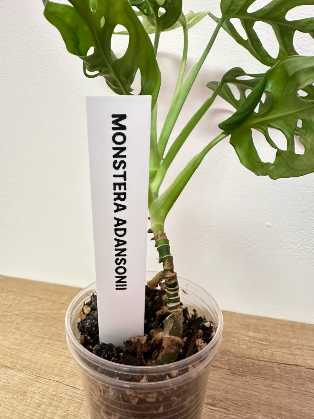 Monstera Set: Custom Plant Labels by plants&printsMakerWorld: Download ...