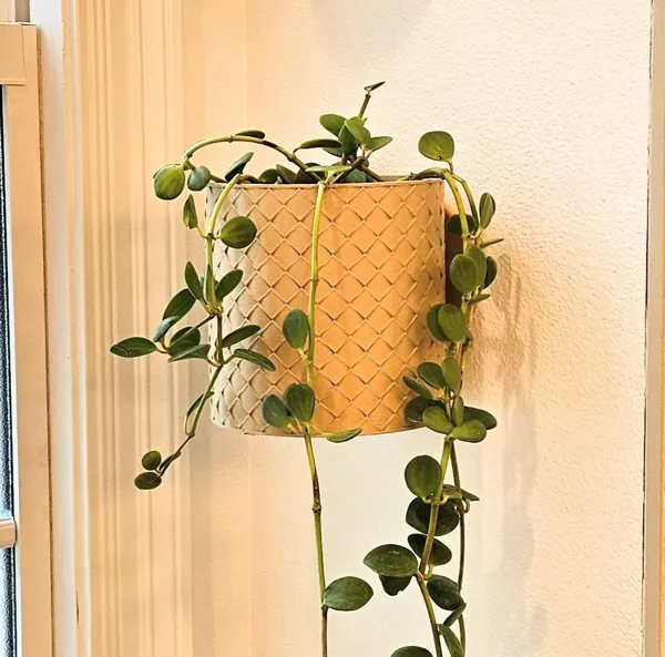 https://makerworld.bblmw.com/makerworld/model/US982627e7507d8/design/2024-02-03_401db67c26e34.jpg