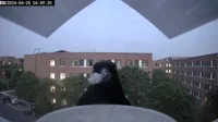 Mangeoire à oiseaux pour fenêtre — photo 1