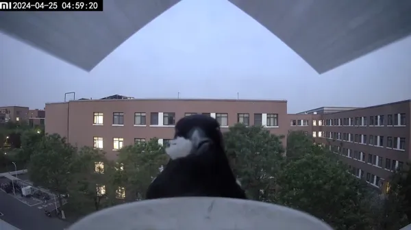Mangeoire à oiseaux pour fenêtre