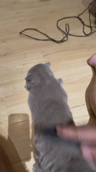 Cat Hair Brush