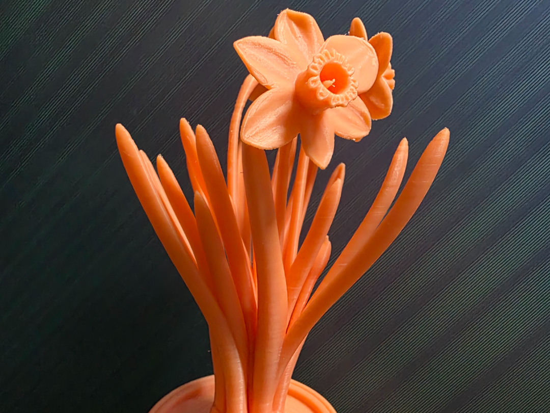 flowering daffodils in a pot