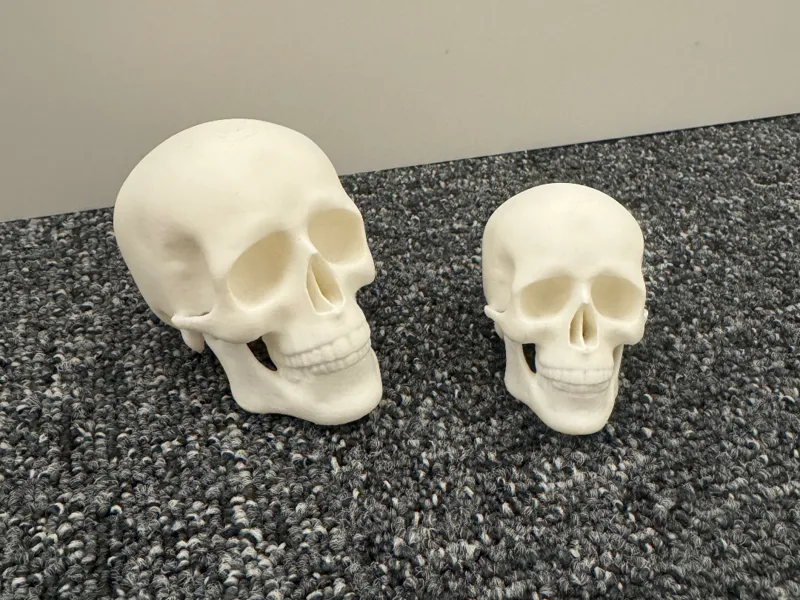 The skeleton skull