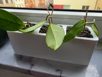 0.2mm layer, 2 walls, variable infill