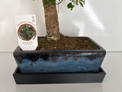 Bonsai Saucer – Minimalist & Clean