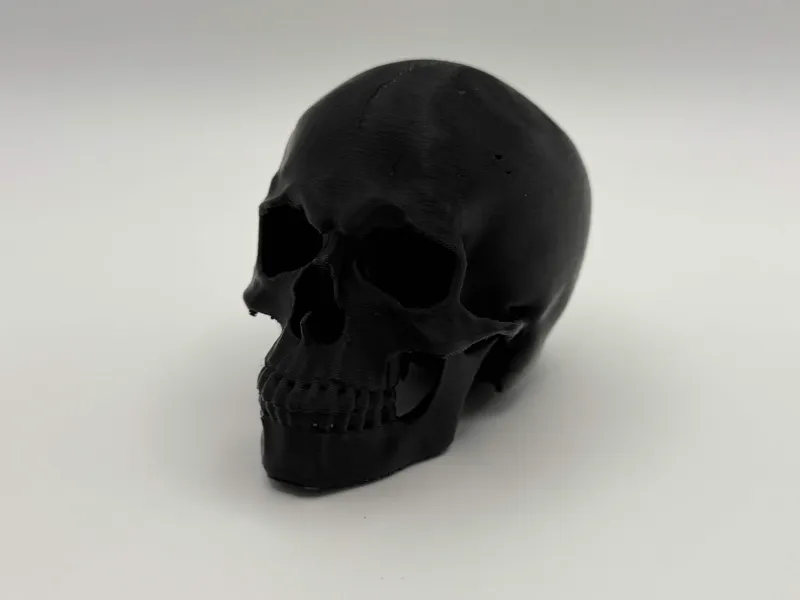 Anatomical Skull Decoration