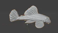 Corrected fin with round tail
