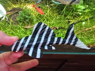 Pleco Fish