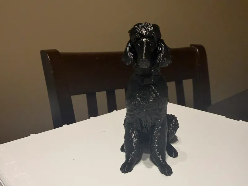 Poodle 