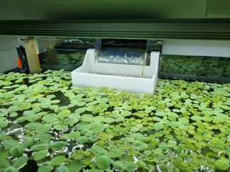Superfish scaper waterfall enclosure
