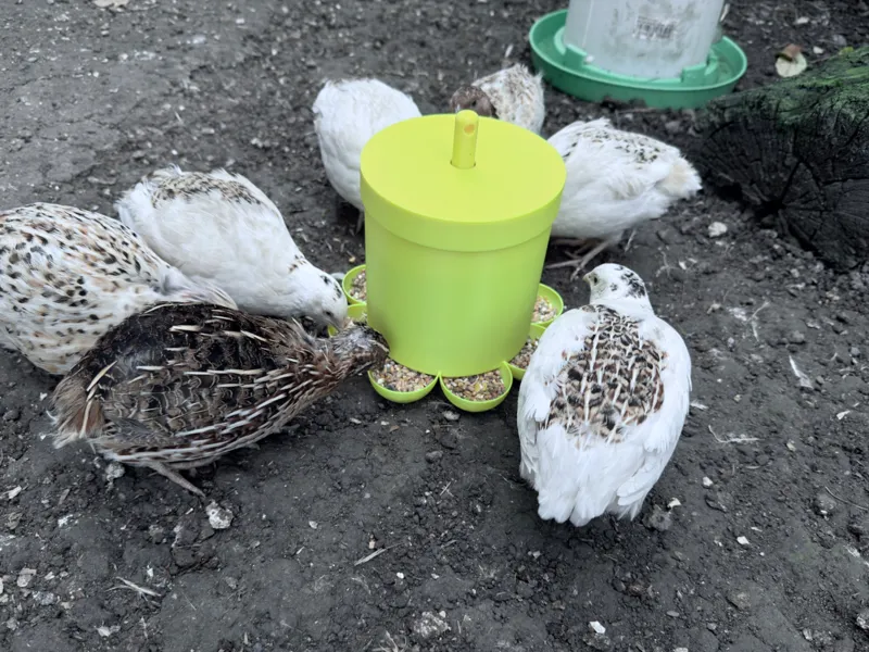 Quail/Bird/Pet 8 station feeder standing/hanging