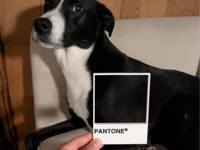 Pantone Frame