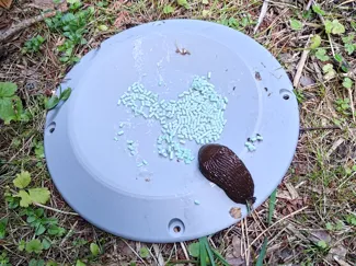 Snail trap 250mm