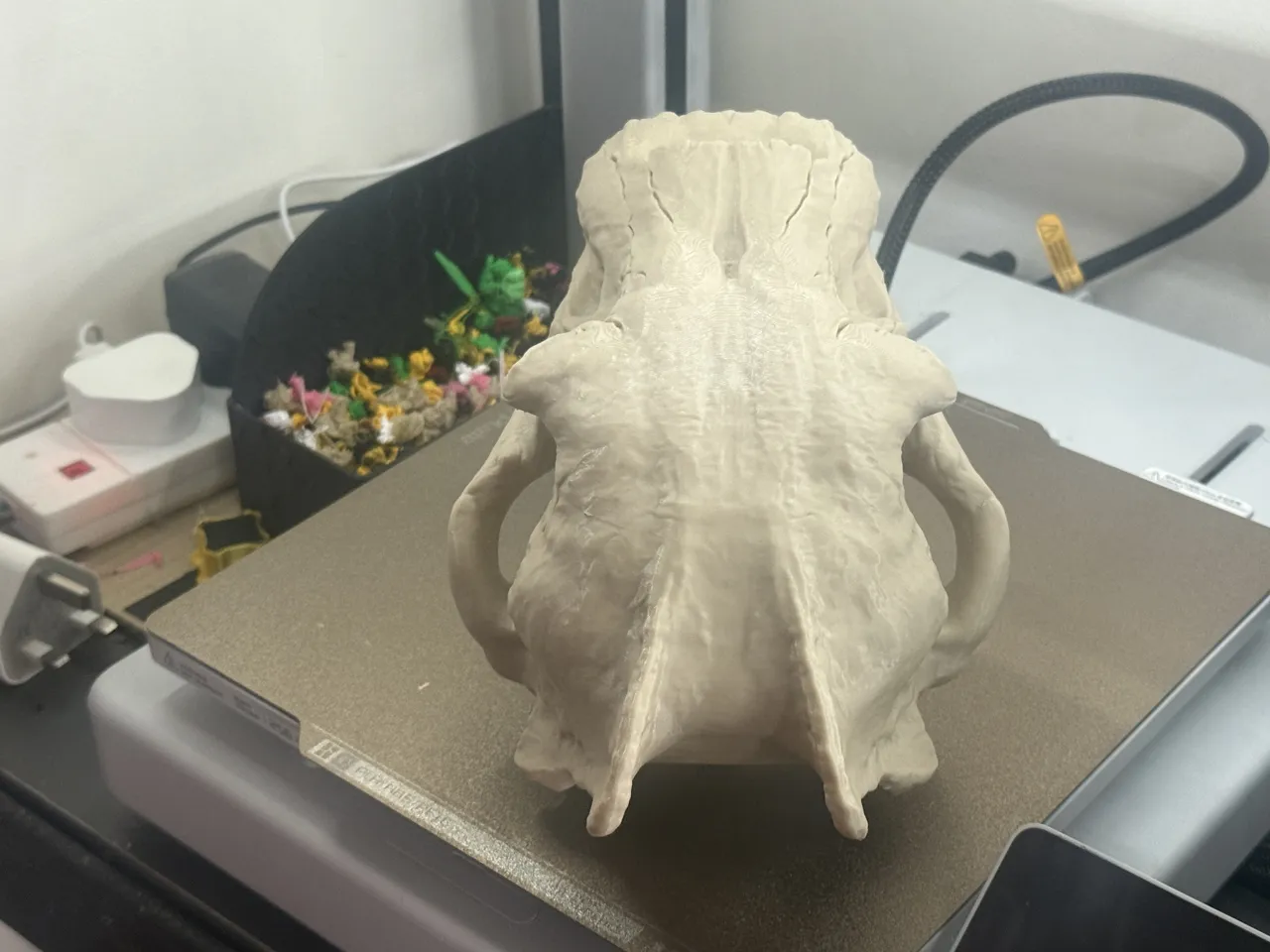 Sabertooth Tiger Skull (Smilodon) – Realistic view 3