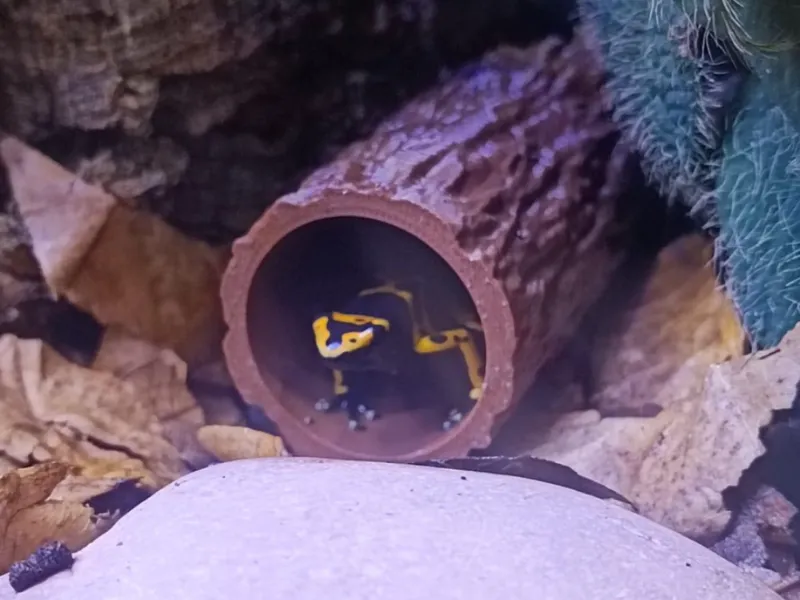 Frog Log Hide