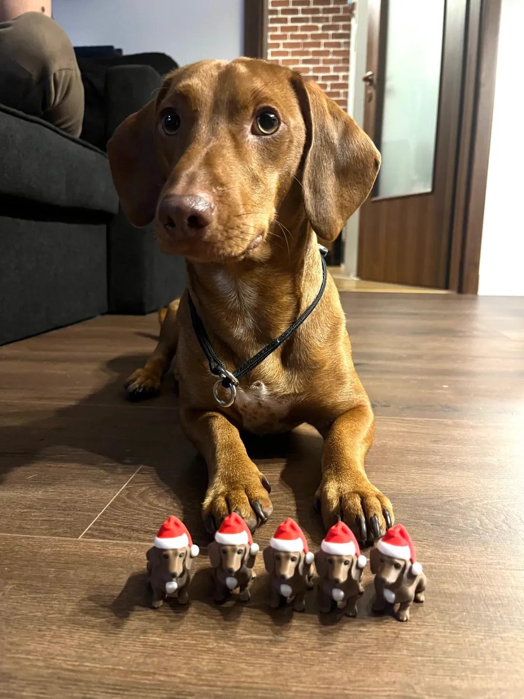 Christmas puppy Dachshund view 2