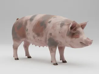 Realistic pig