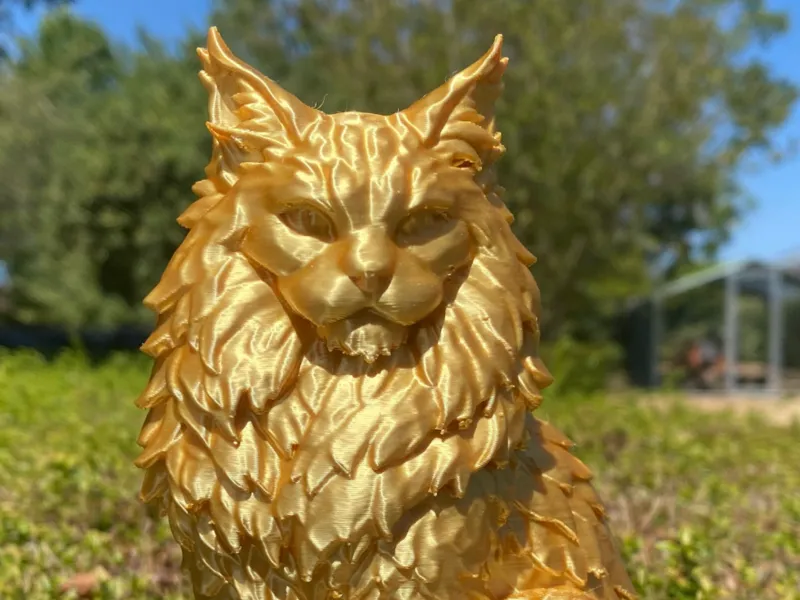 Chat Maine Coon assis