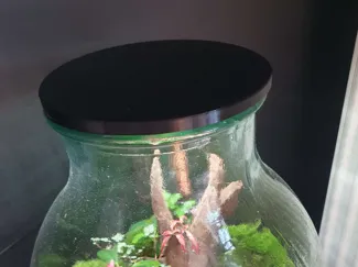Deckel für 11 cm Terrarium mit Lichteinlass