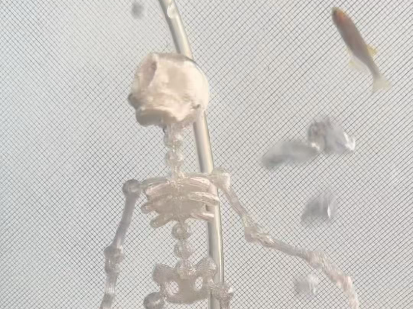 Dancing articulated skeleton for aquarium - 1