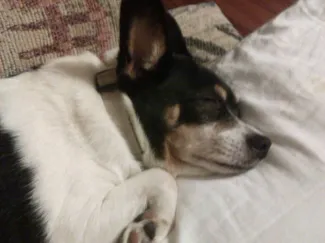 Sleeping Dog hueforge